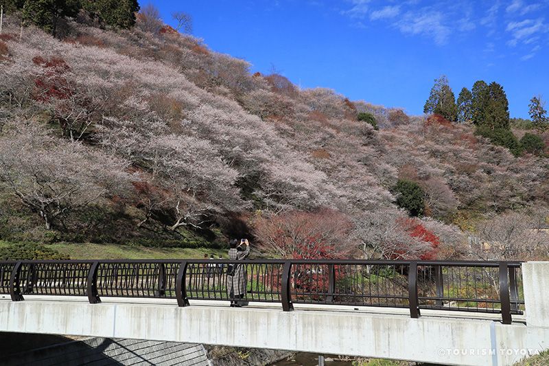 Hoa anh đào Shikizakura